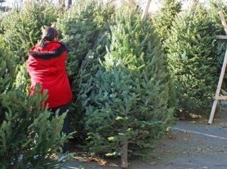 Ринки Мукачева і району перевірятимуть на предмет законності продажу ялинок