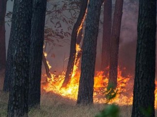У лісі знайшли труп: подробиці від рятувальників