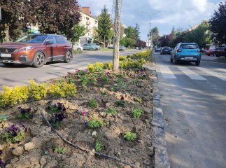 В Ужгороді крадуть квіти та кущі із міських клумб