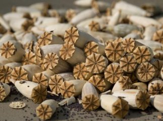 Трьом угорцям, що намагались збути 4 кг наркотиків, суд обрав запобіжні заходи