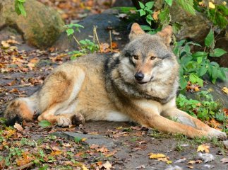 На Закарпатті побільшало вовків. Вівчарі все частіше відбивають атаки сіроманців на овець