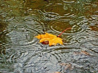 Закарпатців попереджають про сильні дощі та тумани