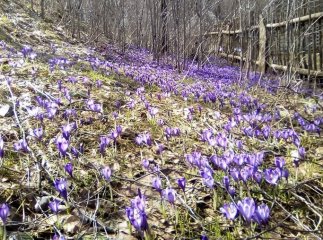 У мальовничій Колочаві почали масово квітнути крокуси