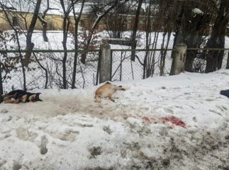 У соцмережі опублікували жахливе фото, на якому поруч лежать три мертві собаки. У поліції розпочали перевірки