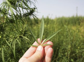 У двох закарпатців правоохоронці конфіскували наркотики