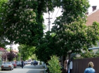 У Берегові розцвіло дерево “кохання”