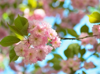 Коли прийде потепління і якою буде погода на Вербну неділю Коли прийде потепління і якою буде погода на Вербну неділю