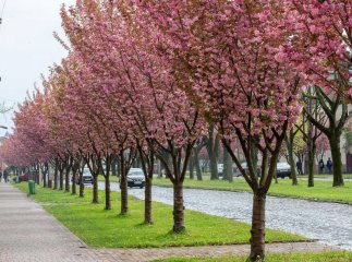 У Мукачеві три дні проходитиме художній пленер «Сакура Арт»