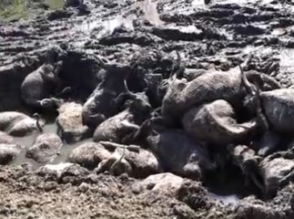 Жодної загрози для здоров’я людей чи навколишнього середовища через ситуацію із гибеллю корів на Берегівщині не існує, - Юрій Садварі