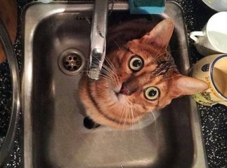 Частина Берегова до обіду буде без водопостачання