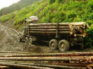 На санітарну вирубку лісу введено тимчасову заборону