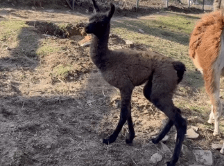 Знайомтеся: у біопарку «Синевир» народилася закарпатська лама