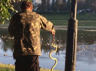 В Ужгороді невідомий сміливець зловив голими руками змію
