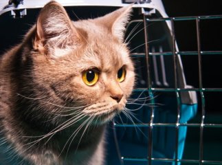 Як зробити документи коту