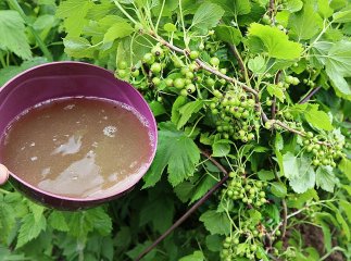 Чим підживити кущі смородини