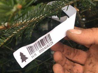 Лісівники розповіли, чи багато браконьєри зрубали новорічних ялинок