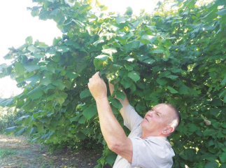 Закарпатець вирощує екзотичні горіхи, білі гриби та трюфелі