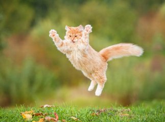 Чому не можна відпускати кота на самовигул