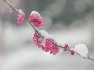 Найхолодніше буде 10-11 квітня: закарпатців попередили про заморозки