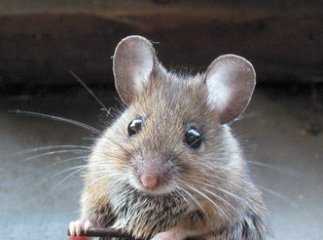Японським вченим вдалось клонувати мишу з краплі крові