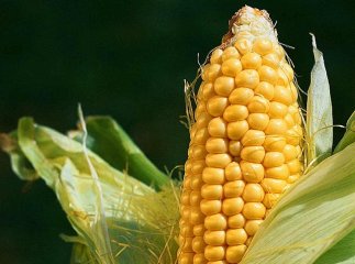 На семінарі у Клячанові демонстрували нові гібриди кукурудзи та соняшнику