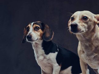 Готують заборону для тих, хто має тварин: що не можна буде робити і це прописали офіційно