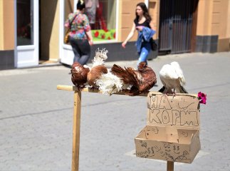 Посеред Ужгорода птахи заробляють собі "на корм"