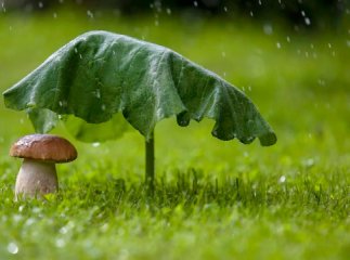 Синоптики прогнозують на початок тижня дощі із грозами