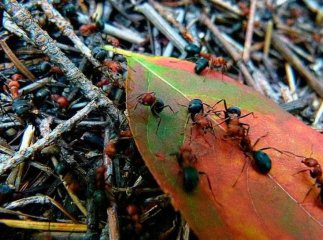 Корисні поради, як позбутися мурах на городі Як вивести мурах з городу