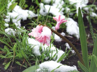 Синоптики попередили про заморозки та мокрий сніг
