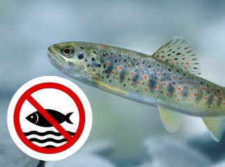 Наступного тижня на Закарпатті почне діяти кількамісячна нерестова заборона Наступного тижня на Закарпатті почне діяти кількамісячна нерестова заборона