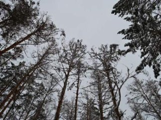 Закарпатці у лісі натрапляють на моторошні знахідки