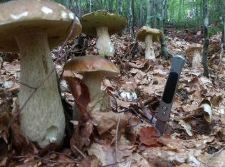 Чому грибники масово їдуть на Тячівщину