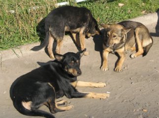 Бродячі собаки знову нападають на ужгородців (ВІДЕО)