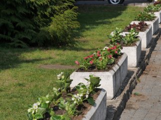 Бегонії, гладіолуси, пеларгонії та півонії: в Ужгороді висаджують сотні квітів