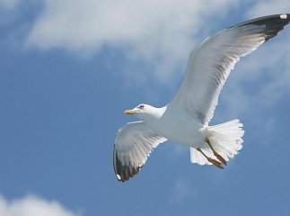 В Ужгороді на Ужі оселились лебеді, дикі качки та чайки