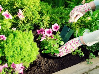 Будуть квітнути все літо й осінь: які квіти варто посадити у травні для пишного цвітіння