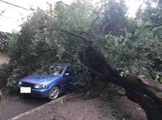 У мікрорайоні "Пентагон" у Мукачеві дерево впало на автомобіль