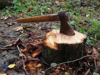 За незаконну рубку дерев судитимуть 22-річного хлопця