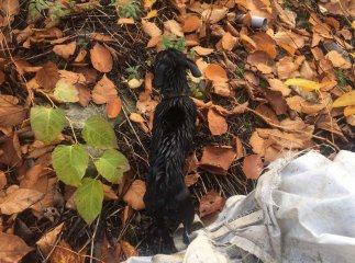 У Хусті врятували собаку, який дві доби провів на острівці посеред річки