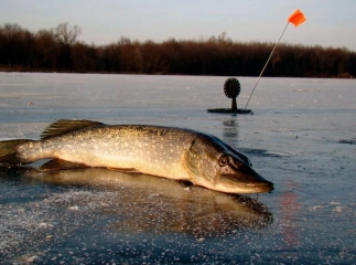 Закарпатців просять дотримуватись заборони, яку вводять з 15 лютого