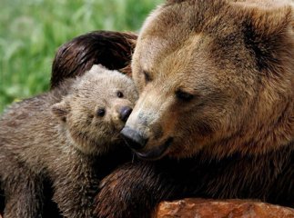 Бура ведмедиця не дає покою жителям Синевирської Поляни