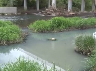 В річку Уж зливають невідому речовину