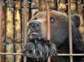 Ведмедя Стефана із хмельницького зоопарку перевезуть до закарпатського Синевира