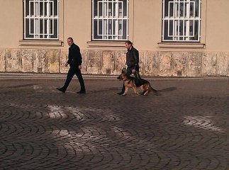 Як у Закарпатській ОДА шукають вибухівку (ВІДЕО)