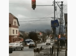 Курйозне відео зняли вранці на одній із доріг Закарпаття