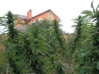 Мукачівці вирощували на городі коноплі