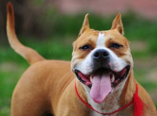 У центрі Берегова бійцівська собака накинулася на підлітка