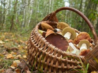 На Закарпатті шукають уже третій день поспіль жінку, яка пішла за грибами