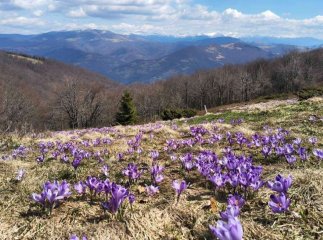 У Карпатах розпочався період цвітіння рослини з Червоної книги